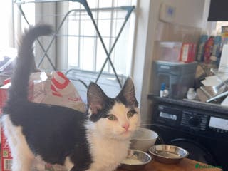 Mixed Breed cats 9 month old english shorthair reserved - Advert 5