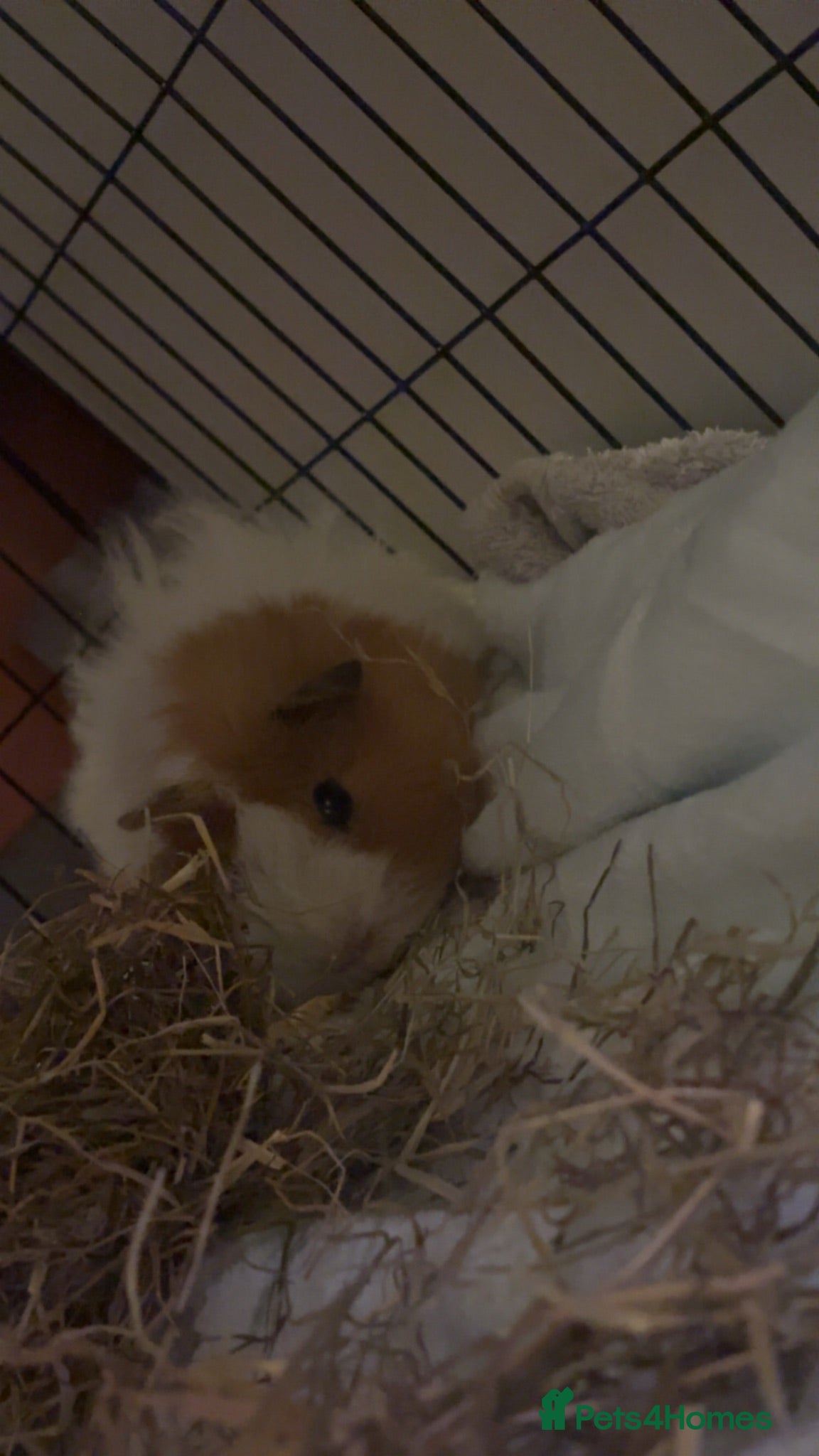 Guinea Pig rodents Male guinea pig for rehoming & pups for sale - Advert 2