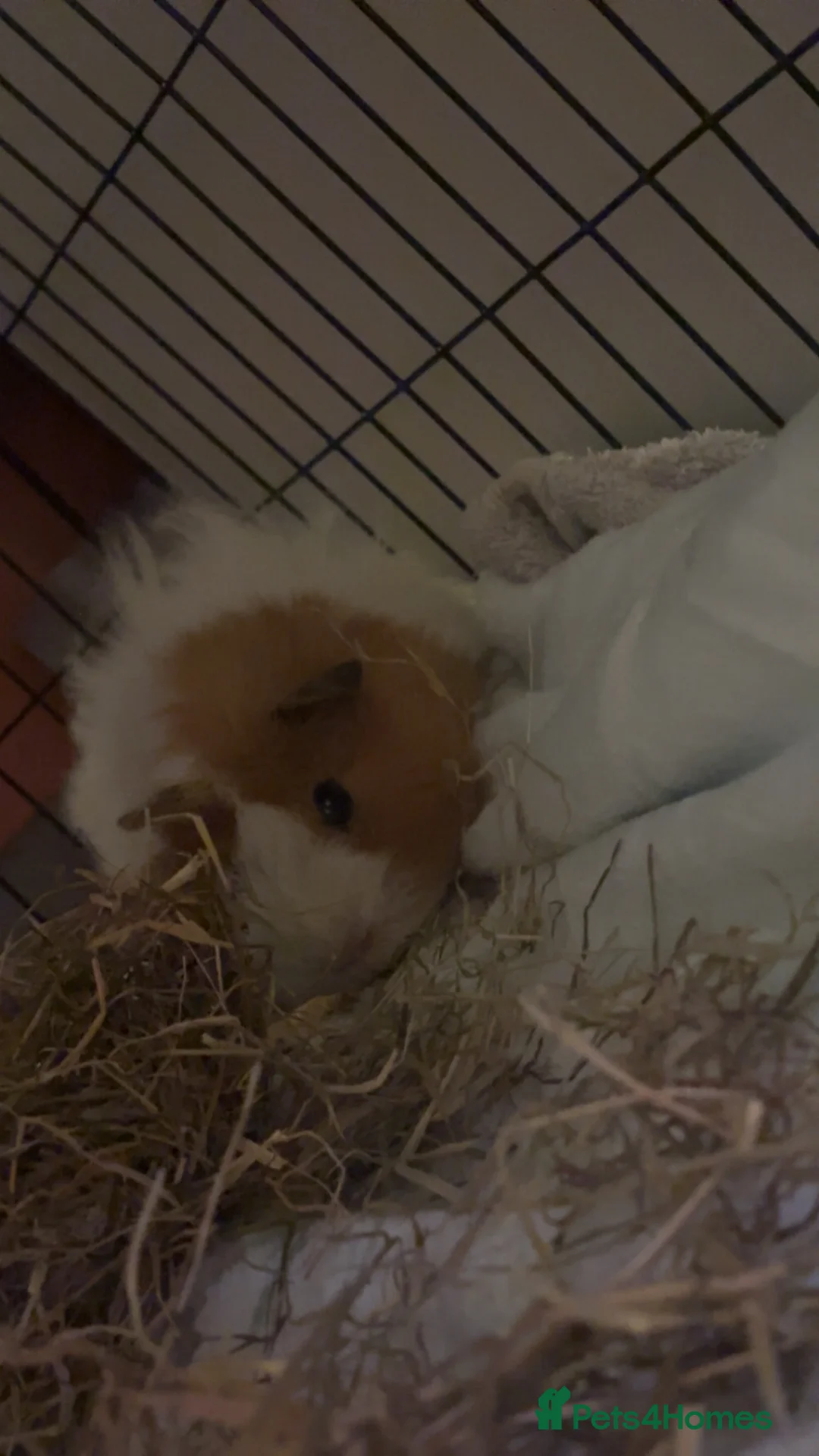 Guinea Pig rodents for sale: Male guinea pig for rehoming & pups for sale - Advert 1