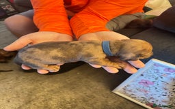 Miniature Dachshund dogs for sale: Miniature dachshund puppies for sale - Image 10