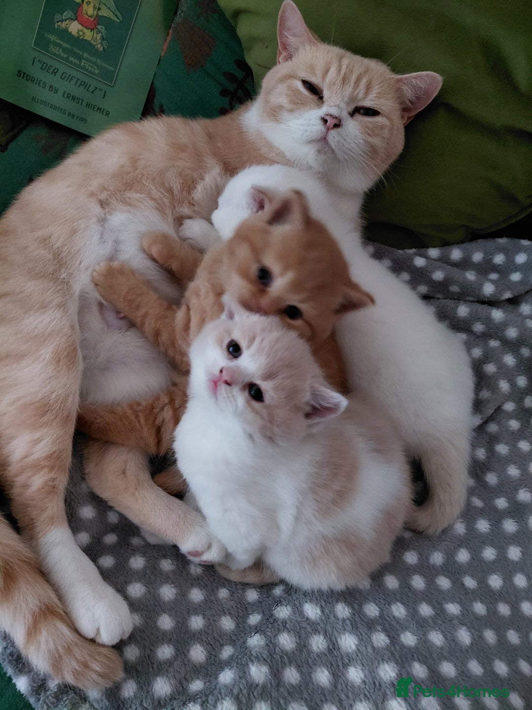 British Longhair cats for stud: British Longhair for Stud - Advert 21