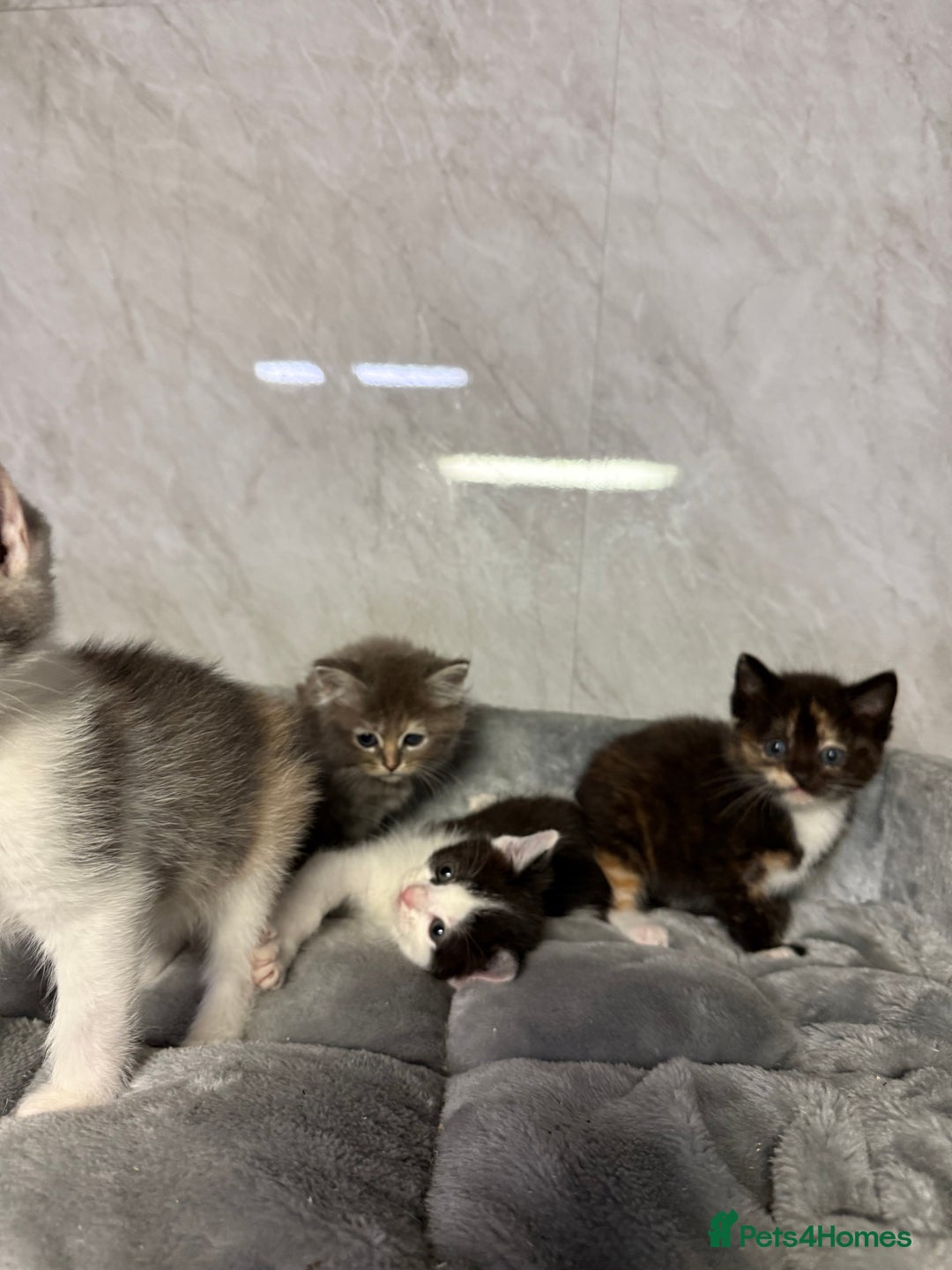 Ragdoll cats for sale: Half Ragdoll Kittens - Advert 10