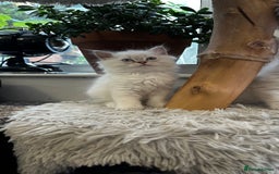 Ragdoll cats for sale: Beautiful Purebred Ragdoll Kittens  - Image 2