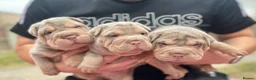 Shar Pei dogs for sale: KC REGISTERED RARE LILAC TAN SHAR-PEI - Advert 4