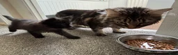 Mixed Breed cats for sale: Kittens - Advert 4