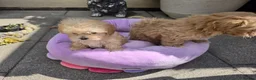 Maltipoo dogs for sale: 2  F1 Asian small Maltipoo Girls - Advert 20