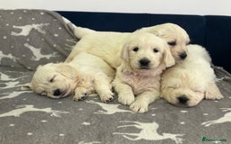 Golden Retriever dogs for sale: Golden Retriever Puppies 5 Generation Pedigree - Image 13