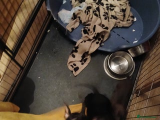 Miniature Dachshund dogs 2 x miniature dachshund puppies for sale - Advert 6