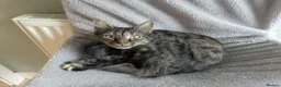 Mixed Breed cats for sale: Bonded pair;lovely;friendly female 1/2 Siberian - Advert 6