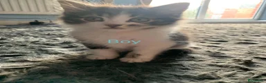 Tabby and white