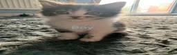 Mixed Breed cats for sale: Kittens for sale - Advert 3
