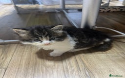 Mixed Breed cats for sale: 4 playful and funny kittens - Advert 10