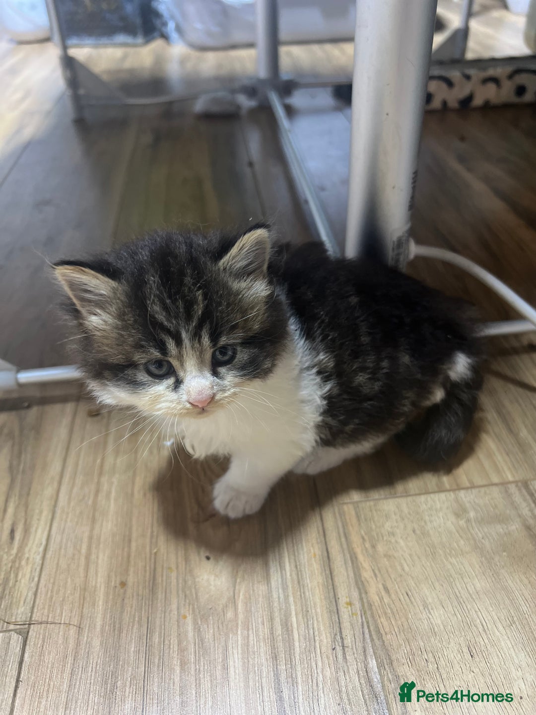 Mixed Breed cats for sale: 4 playful and funny kittens - Advert 10