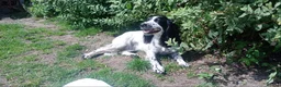 English Springer Spaniel dogs for sale: English springer spaniel pups  - Advert 7