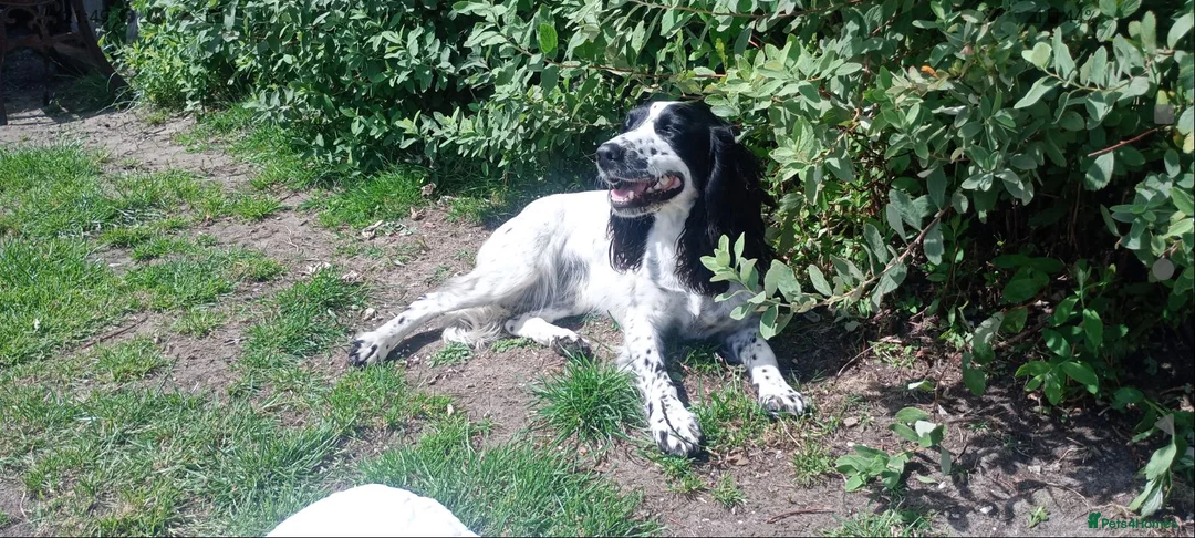 English Springer Spaniel dogs for sale: English springer spaniel pups  - Advert 1