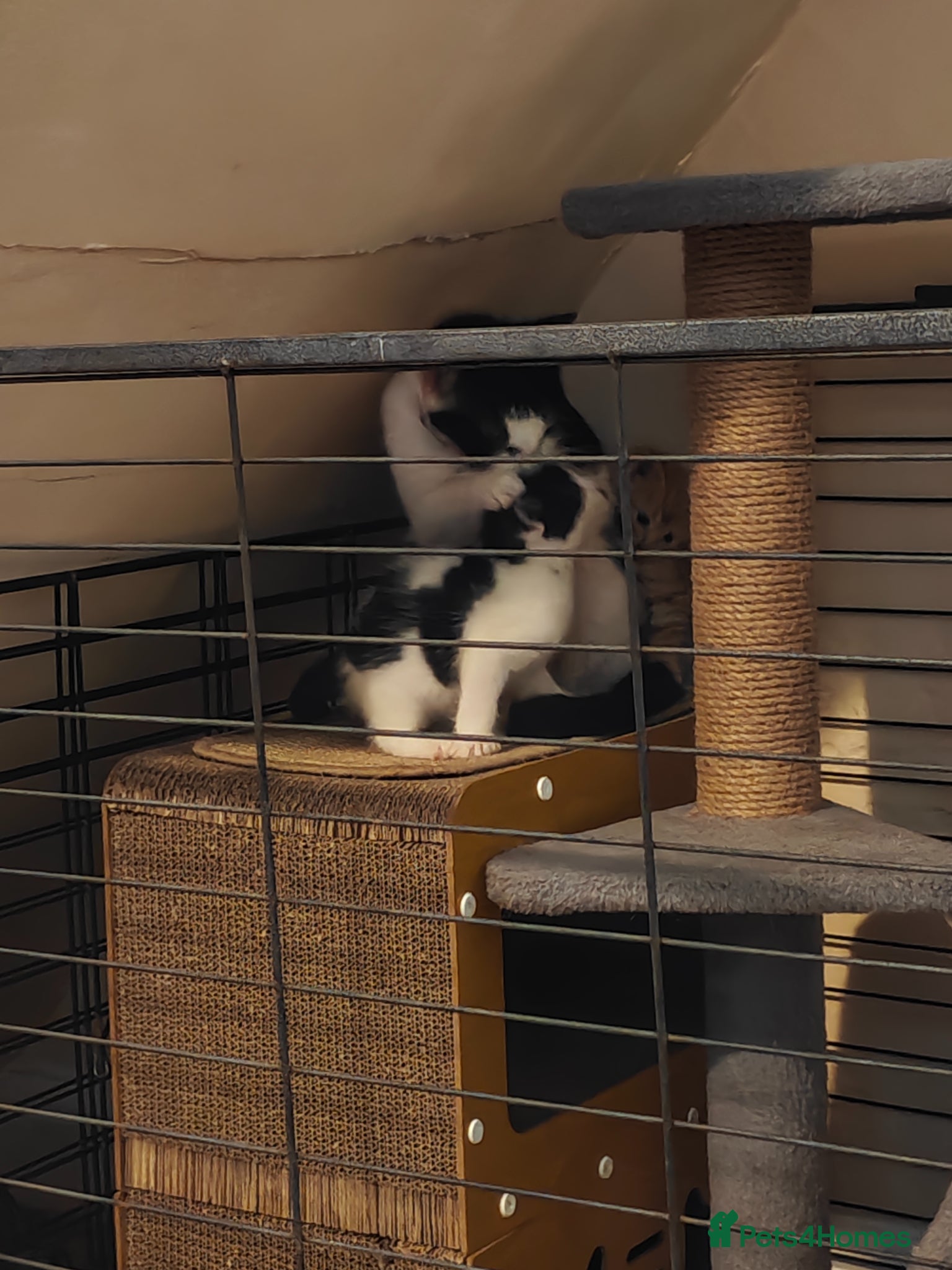 Mixed Breed cats kittens  - Advert 4