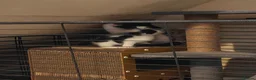 Mixed Breed cats for sale: kittens  in Wigan - Advert 1