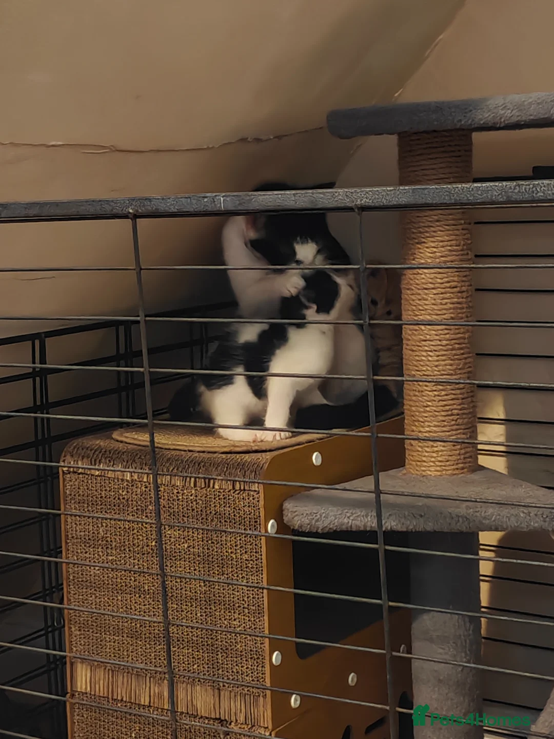 Mixed Breed cats for sale: kittens  in Wigan - Advert 1
