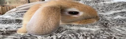 Mini Lop rabbits for sale: Beautiful Mini Lop Baby Rabbits🐇❤️ in Coalville - Advert 30