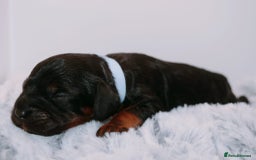 Cavapoo dogs for sale: Extensively Health tested Rare F1 Cavapoos - Image 21