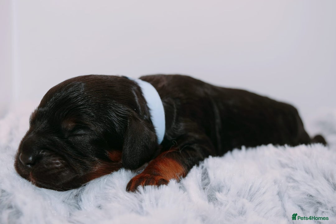 Cavapoo dogs for sale: Extensively Health tested Rare F1 Cavapoos - Image 21