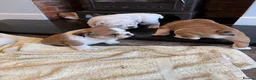 English Bulldog dogs for sale: KC Registered standard puppies - Advert 8