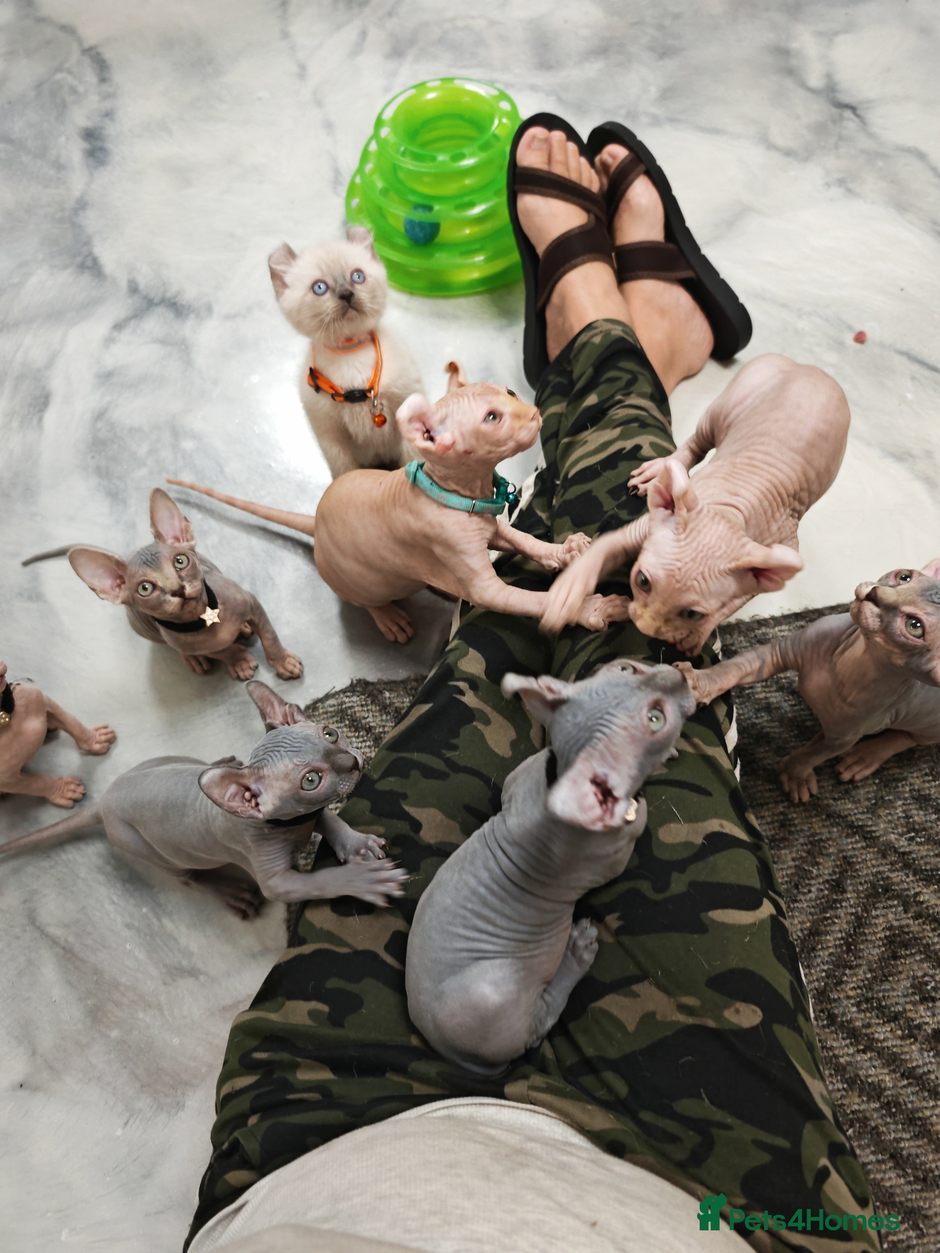 Sphynx cats Unique Elf, Sphynx &amp; Dwelf Babies - Advert 1