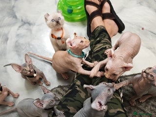 Sphynx cats Unique Elf, Sphynx & Dwelf Babies - Advert 8