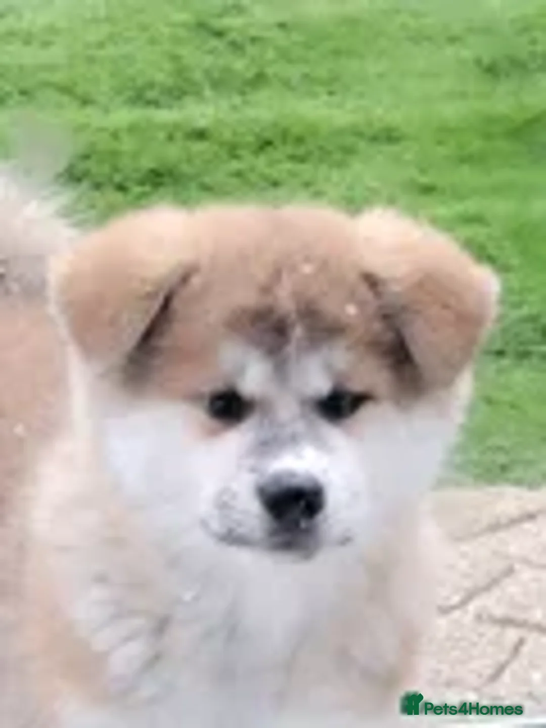 Japanese Akita Inu dogs for sale: Red Japanese Akita Inu female puppy. - Advert 3