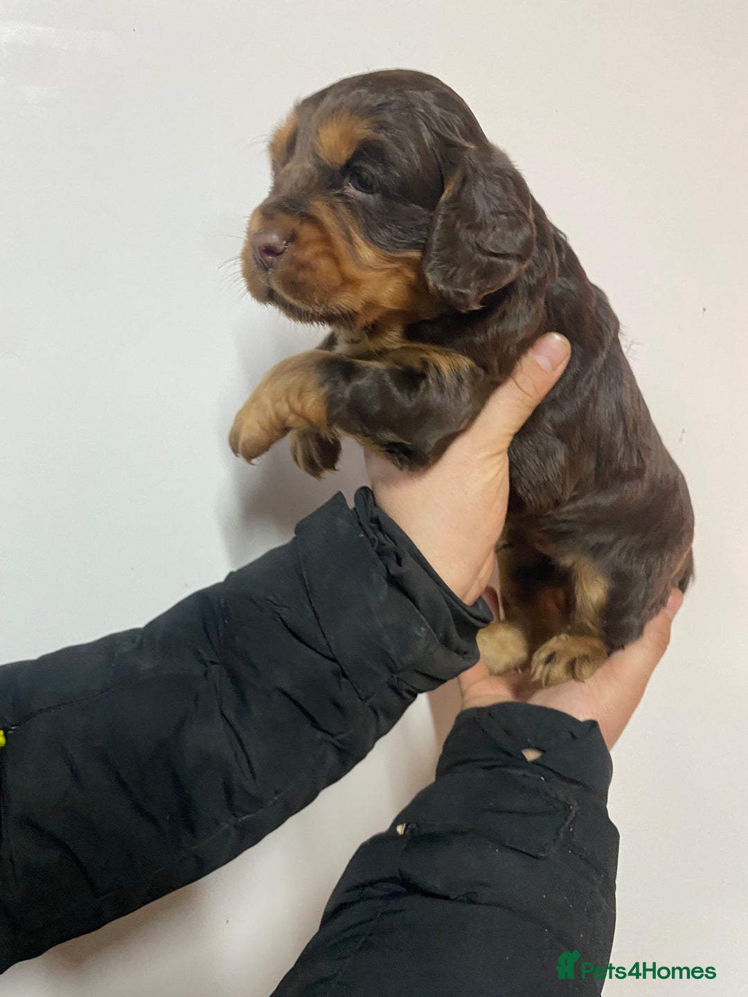 Cocker Spaniel dogs for sale: Beautifully coloured cocker spaniel puppys forsale - Advert 12