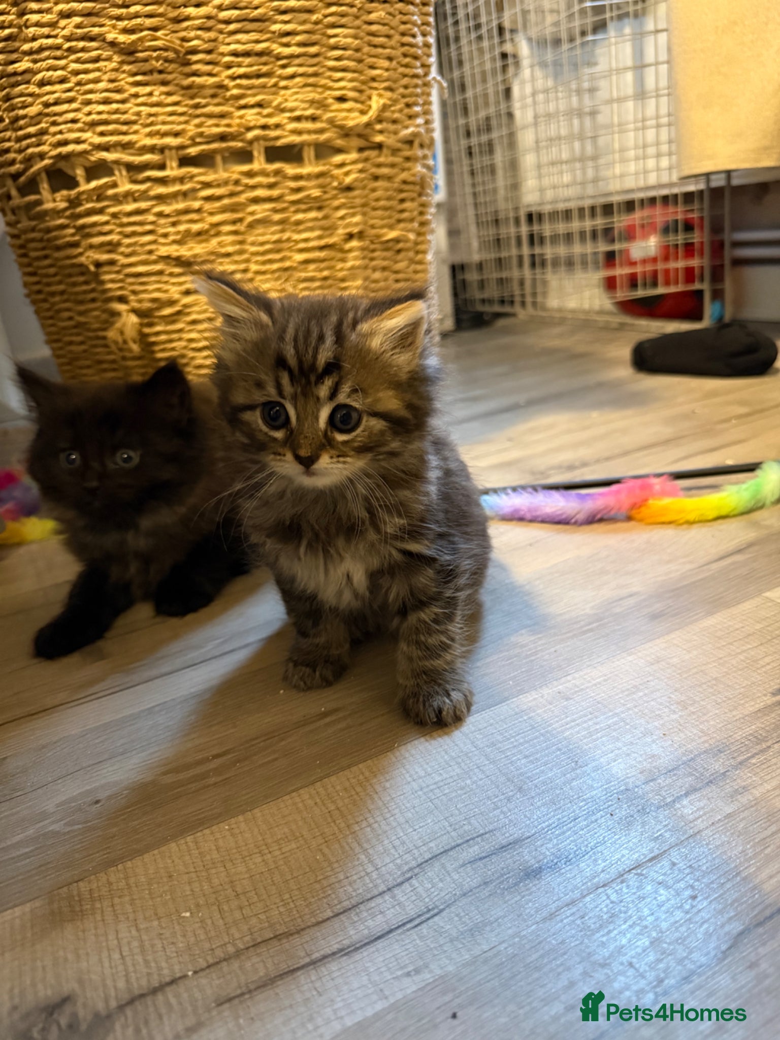 Mixed Breed cats Fluffy kittens looking for a loving home  - Advert 14