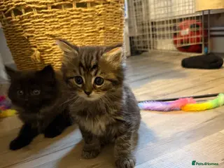 Mixed Breed cats Fluffy kittens looking for a loving home - Advert 14