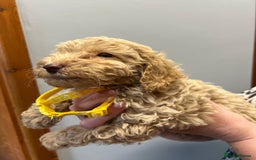 Miniature Poodle dogs for sale: Miniature poodles  - Image 14