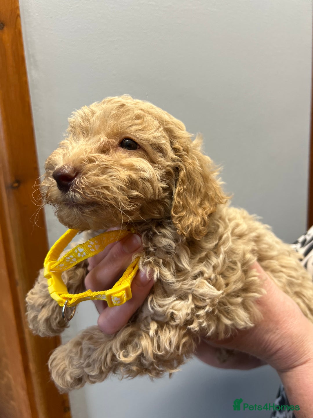 Miniature Poodle dogs for sale: Miniature poodles  - Image 14