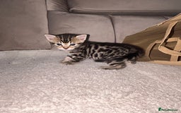 Bengal cats for sale: Half Bengal kittens   - Image 11