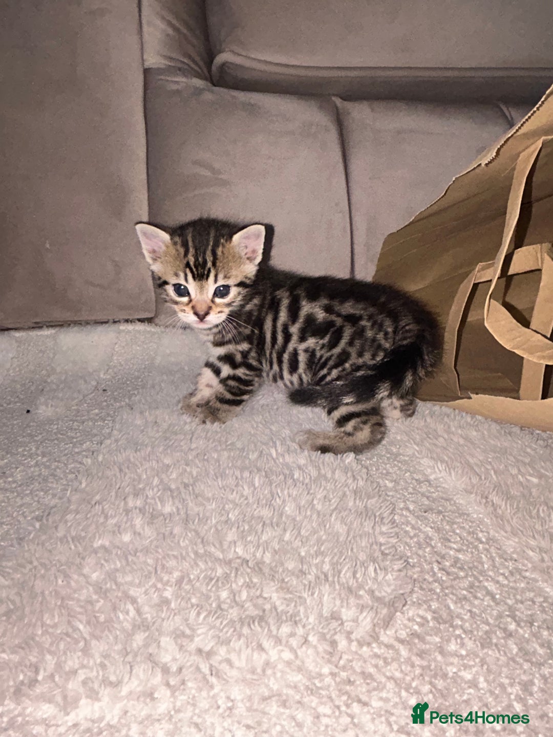 Bengal cats for sale: Half Bengal kittens   - Image 11