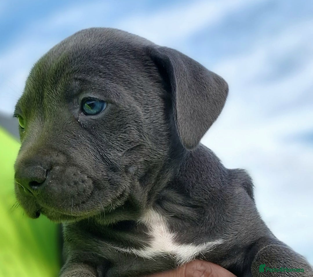 Staffordshire Bull Terrier dogs for sale: Stunning blue Staffordshire Bull terror puppy - Image 1