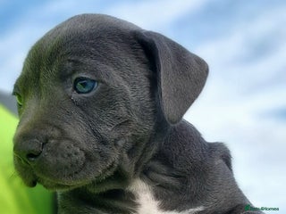 Staffordshire Bull Terrier dogs - Advert 32