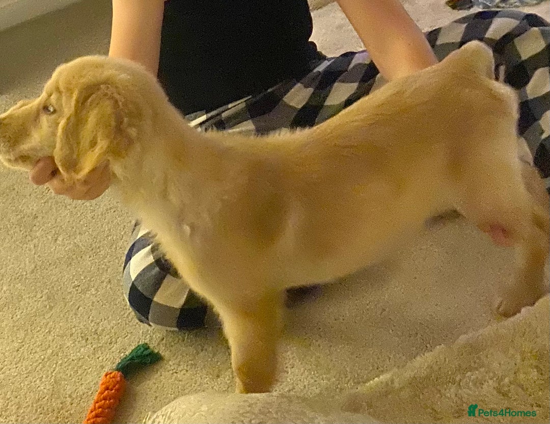 Golden Retriever dogs for sale: Arlo  - Advert 3