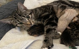 Mixed Breed cats for sale: Stunning cream tabby girl & 2 tabby boy kittens - Image 3