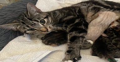 Mixed Breed cats - Advert 13