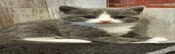 Ragdoll cats for sale: Beautiful Home-Reared Ragdoll Cross Kittens - Advert 22