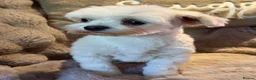 Maltese dogs for sale: Maltese Boy - Advert 4