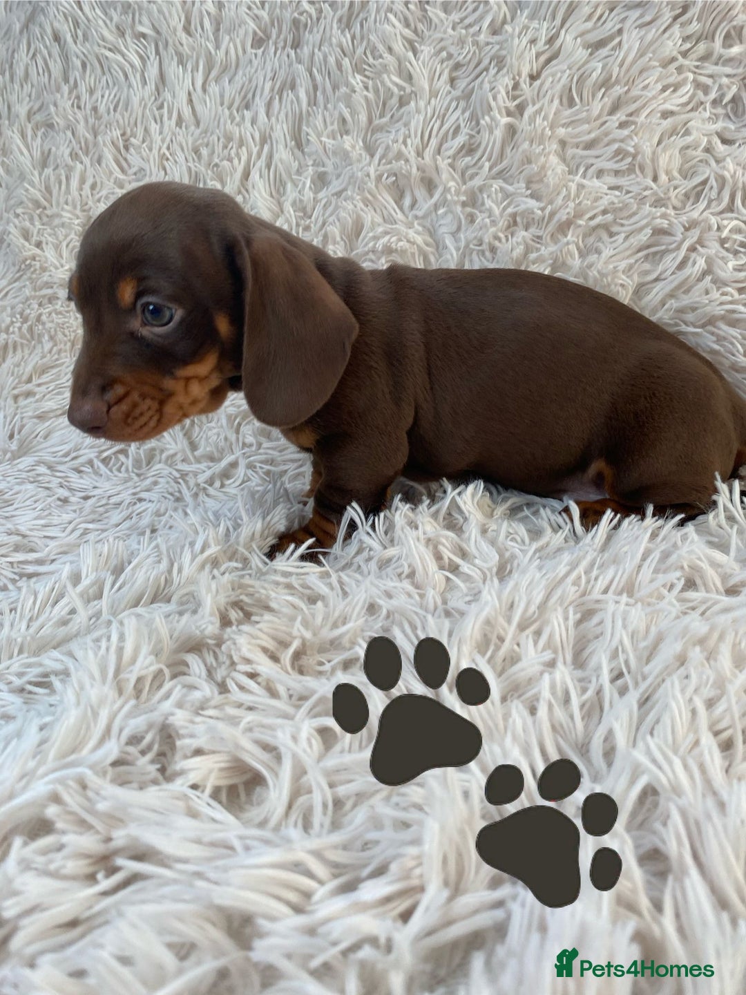 Miniature Dachshund dogs for sale: Chocolate and tan boys. - Advert 10