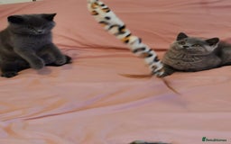 British Shorthair cats for sale: REDUCED LAST 4 REMAINING! TICA BRITISH SHORTHAIRS - Image 21