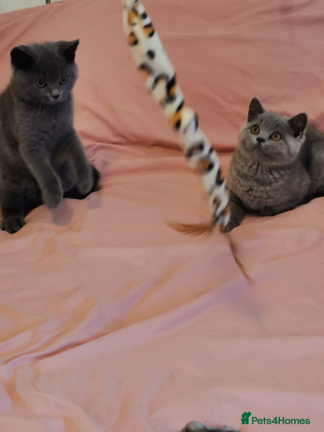 British Shorthair cats for sale: REDUCED LAST 4 REMAINING! TICA BRITISH SHORTHAIRS - Image 21