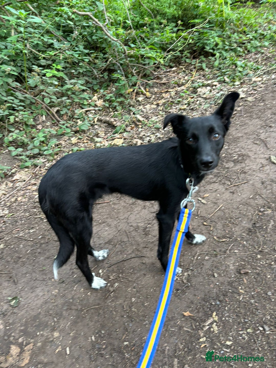 Mixed Breed dogs for adoption: 💙🐶 CORNISHON 🐶💙 - Image 15