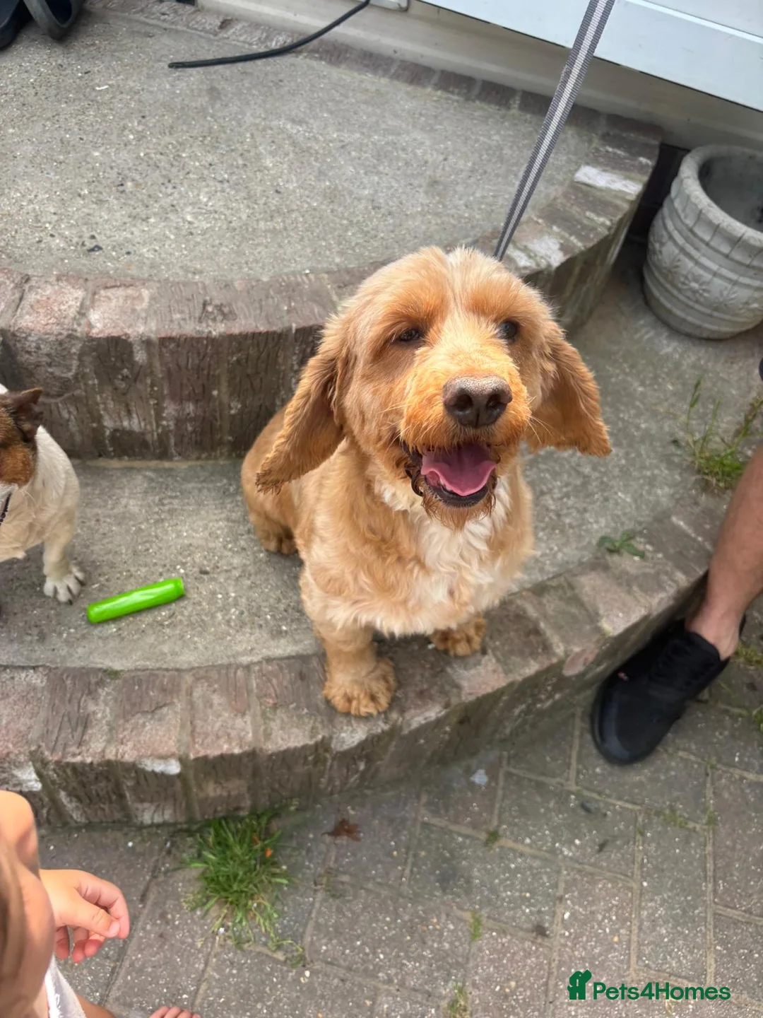 Cockapoo dogs for sale: Beautiful puppy - Advert 1
