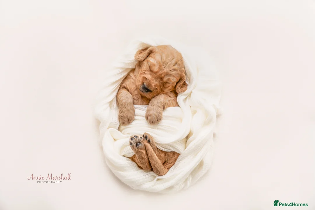 Mini Goldendoodle dogs for sale: July ready pups by 5* breeder & POLICE K9 trainer - Advert 1