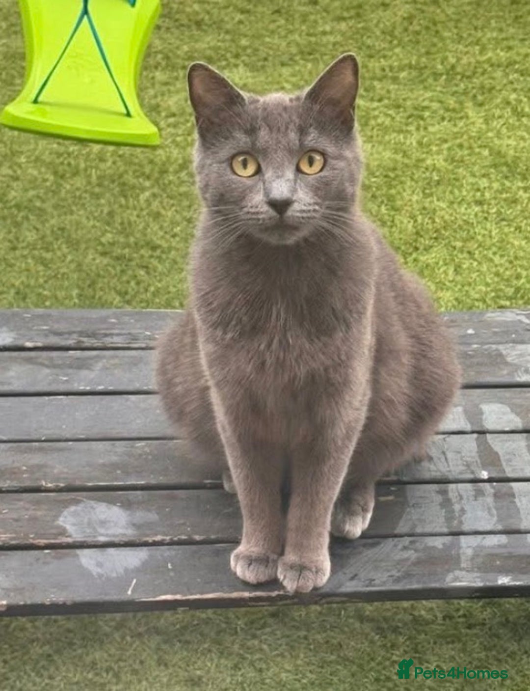 Ragdoll cats for sale: ragdoll x bsh - Advert 5